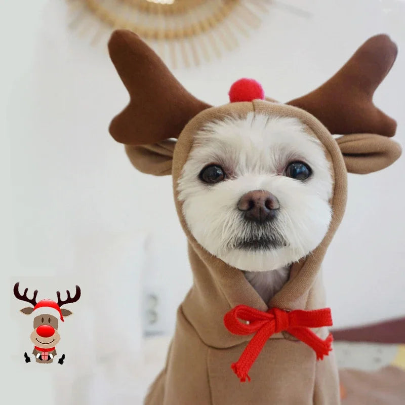 Reindeer pet hoodie on a small dog
