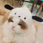 Cat Hats