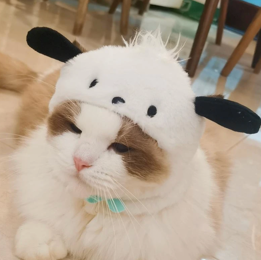 Cat Hats