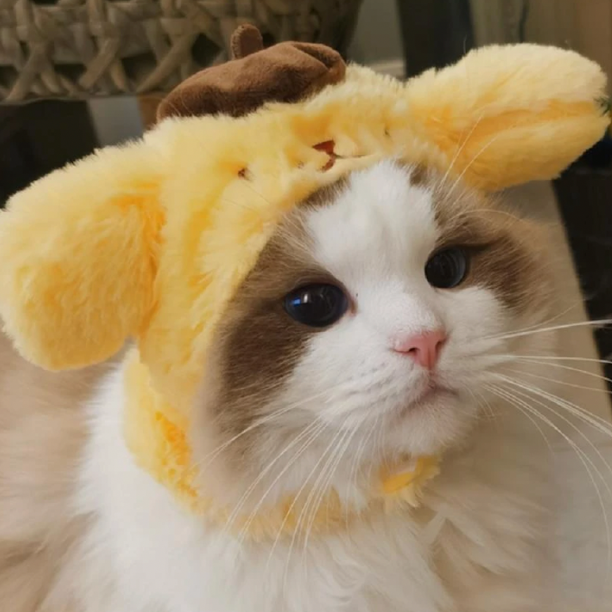 Cat Hats