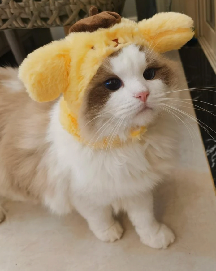 Cat Hats