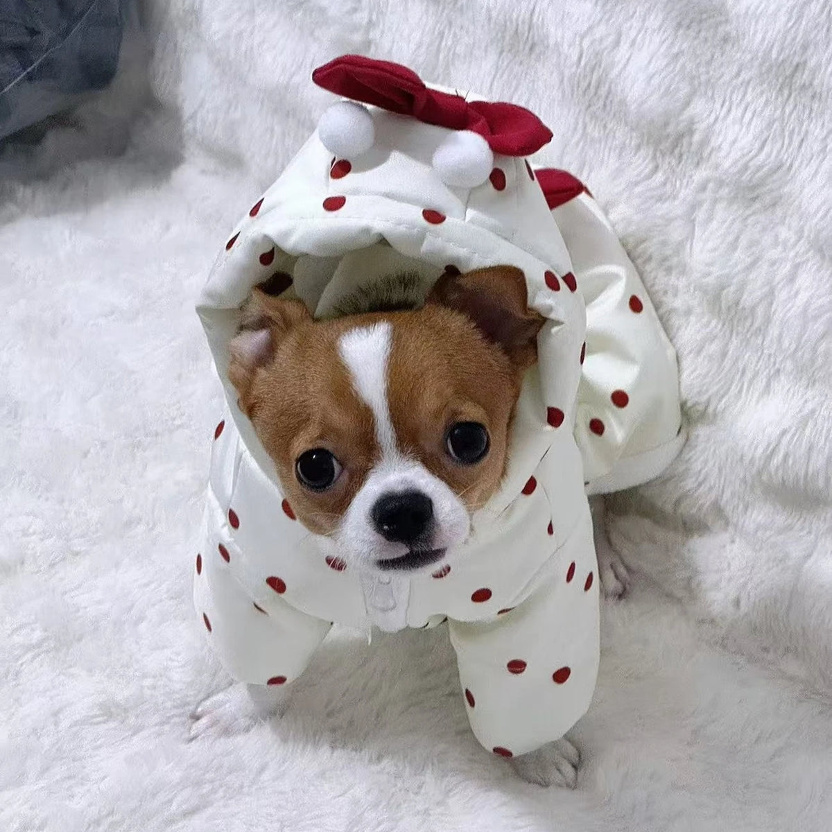 Winter coat for small dogs